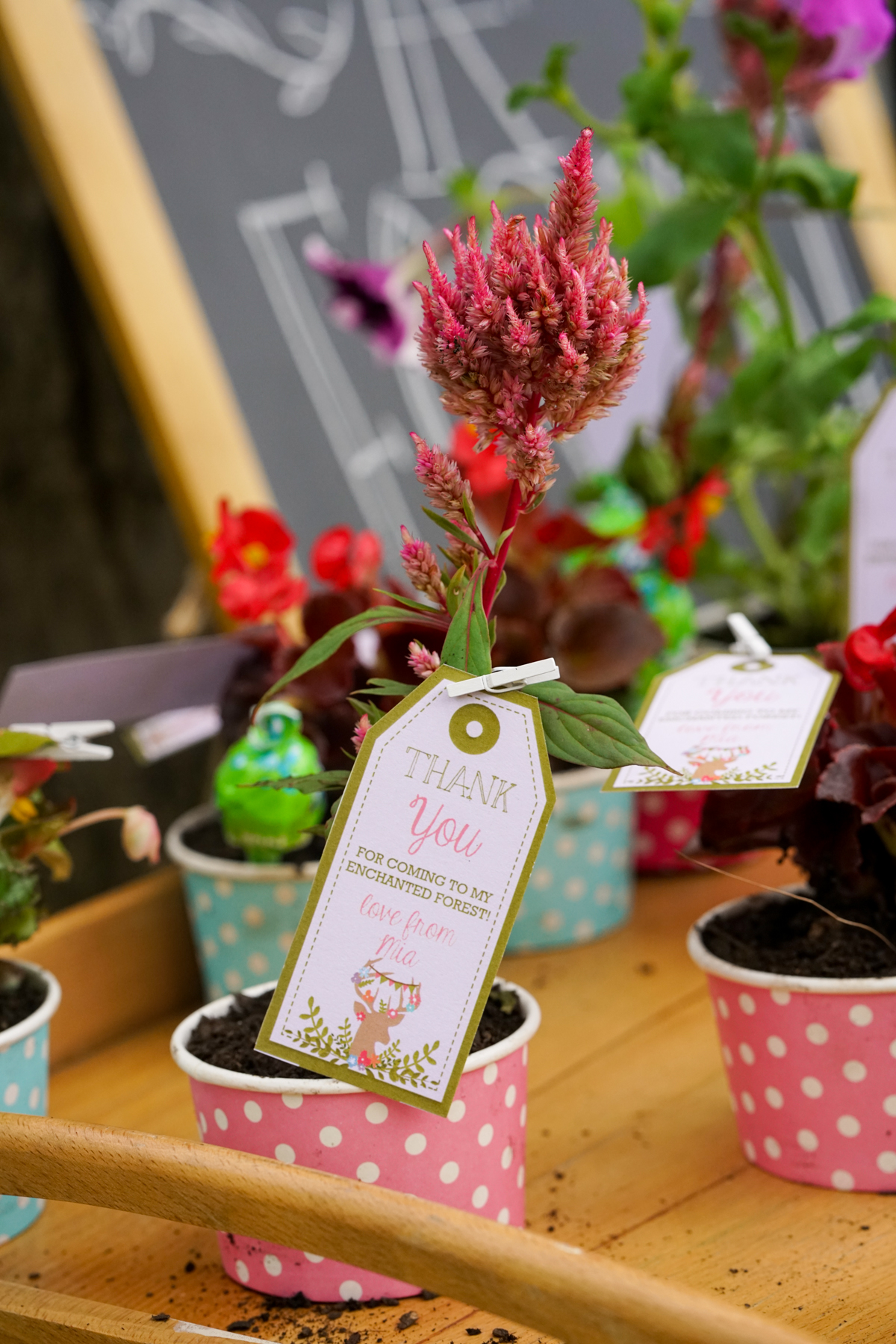 Boho Enchanted Forest Party Favor Ideas of a plant with a editable favor tag attached with a white peg